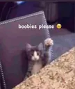 boobiespls