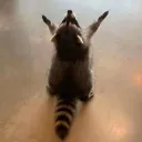 Raccoon