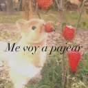 Me woa pajea 