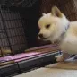 Doggo Kiss