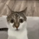 wtf
