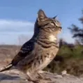 bird