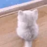 wiggle /edgy