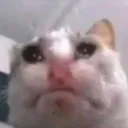 gatto sad