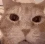 Laughingcat