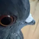Stare