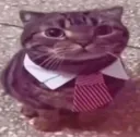 Business Cat