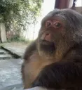 mon