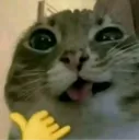 cool cat