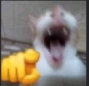HA