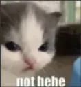 Nohehe