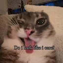 Do i look like i care