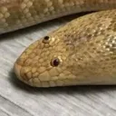 Snake ahh