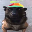 doggo