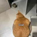 C.. coal?...