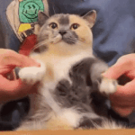 cat shake ggruined