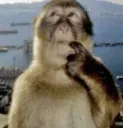 peanut butters monkey