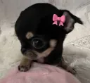cutie