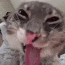 rigby