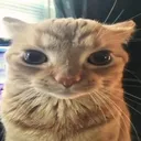Cat stare