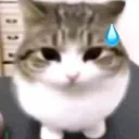Cat sorry 
