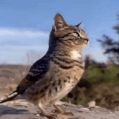 catbird