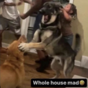 whole house mad