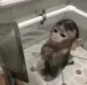 sadmonke