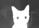 wtf