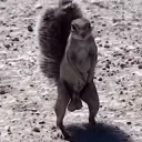 That’s Nuts