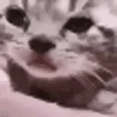 cat meme_16