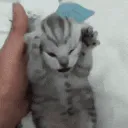 Funny Cat Meme_4