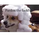 Pardon the fuck?