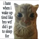 Serious cat
