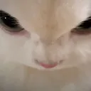 Angry kitten