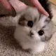 cat_pat_____gg_junoon