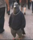 Pigeon