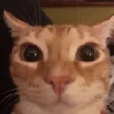 guh .gg/catbois