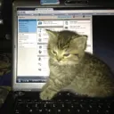 Computer cat