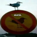 Pigeon Aura