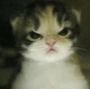 cat angry