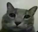 cat stare 2