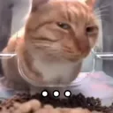 Catsus