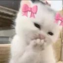 /riddle | kitty cat giggle