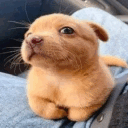 smirk