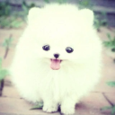 chien mignon waf
