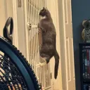 LET ME INNNNNN