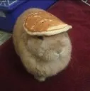 pancakebunny