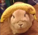 bananabunny