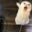 aaaaaa